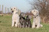 BEDLINGTON TERRIER 178